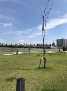 豊洲ぐるり公園