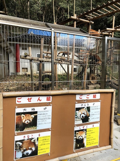 池田動物園・レッサーパンダ